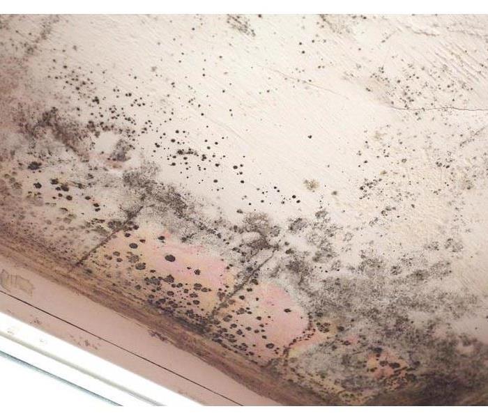 Mold growth on ceiling.