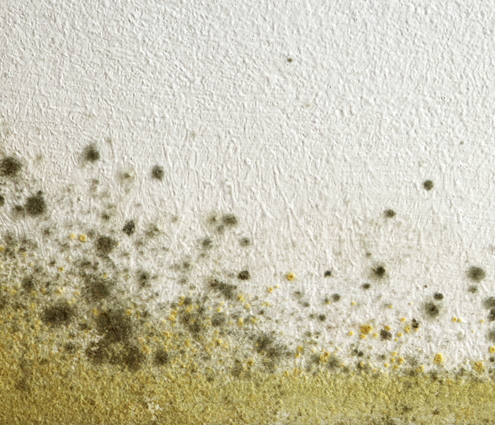 Green and yellow mold